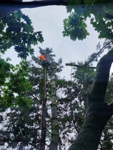 talltree