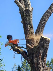 treeremoval