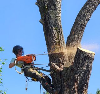 treeremoval